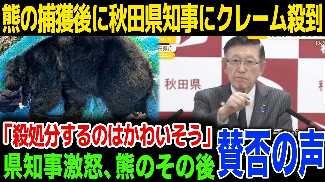 【クレーム】熊の殺処分に秋田県知事宛にクレーム電話が殺到…秋田県知事が大激怒…！猟友会の出した発表内容とは…！