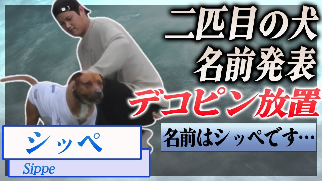 【衝撃】大谷翔平が二匹目の犬を発表、「名前はシッペです」、デコピンが嫉妬…！『MLB』で活躍した選手の新しい家族に驚きを隠せない…！