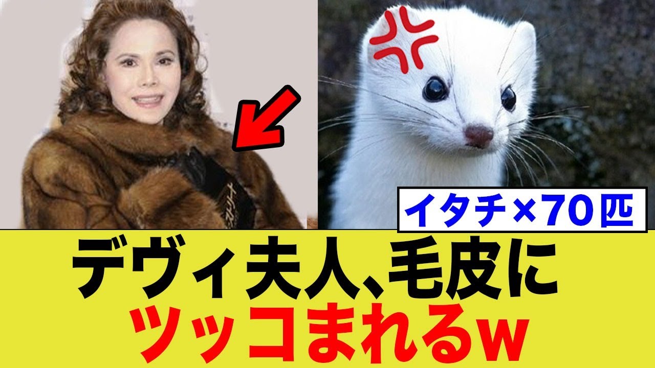 ワンニャン平和党設立のデヴィ夫人、お前の服は…
