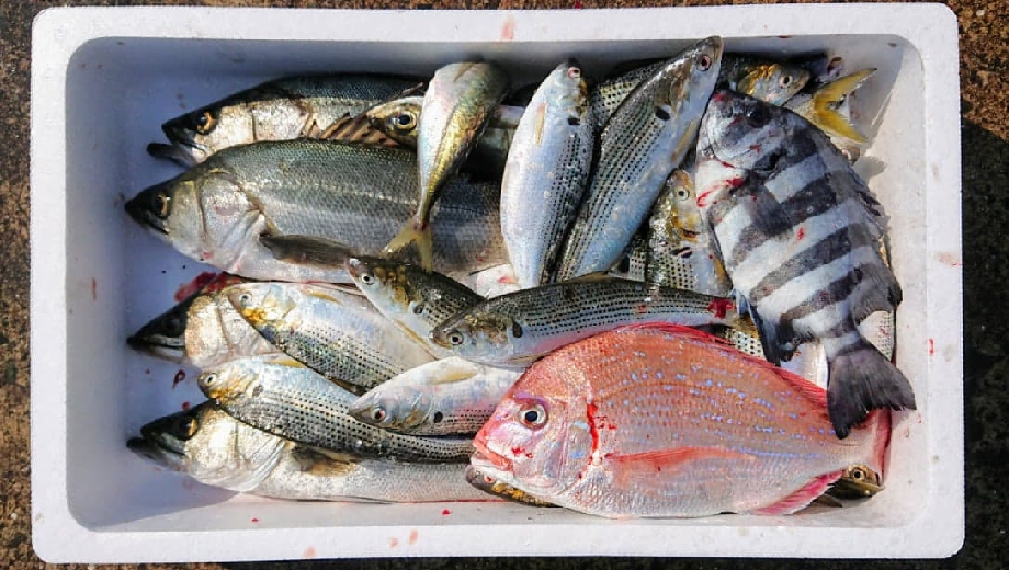 フィシュルの未利用魚とは